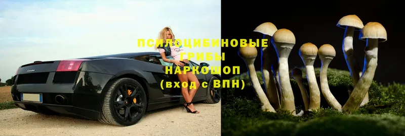 где продают наркотики  Лысково  Галлюциногенные грибы Psilocybe 